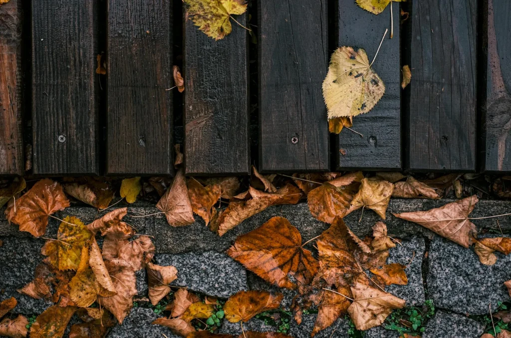 Colourful autumn leaves covering a garden patio path
