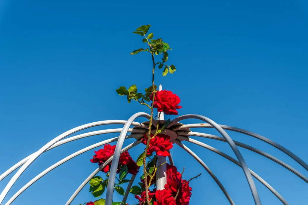 Metal garden obelisk supporting climbing plants in a flower border