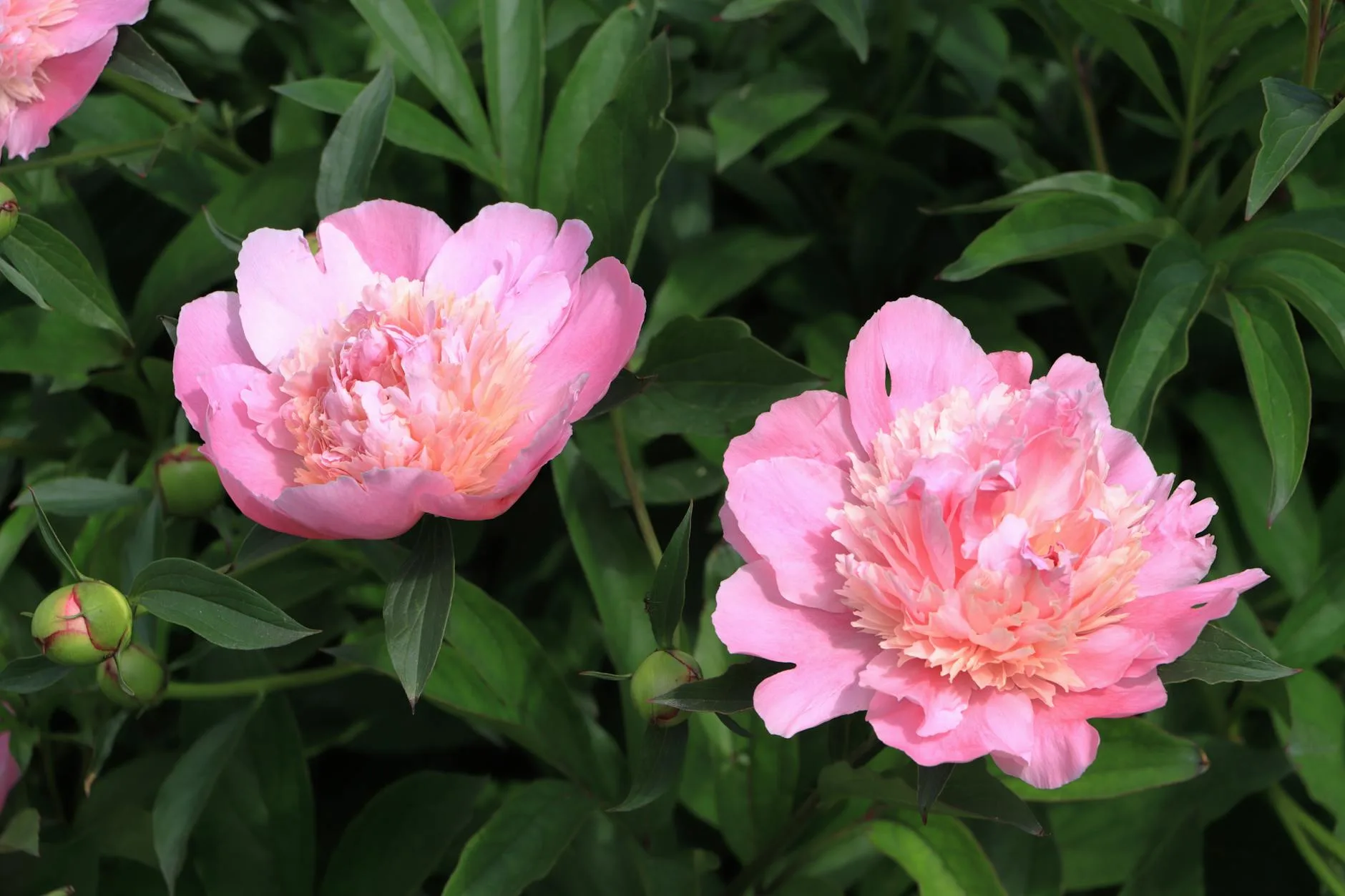 Pink peonies in full bloom in a garden border