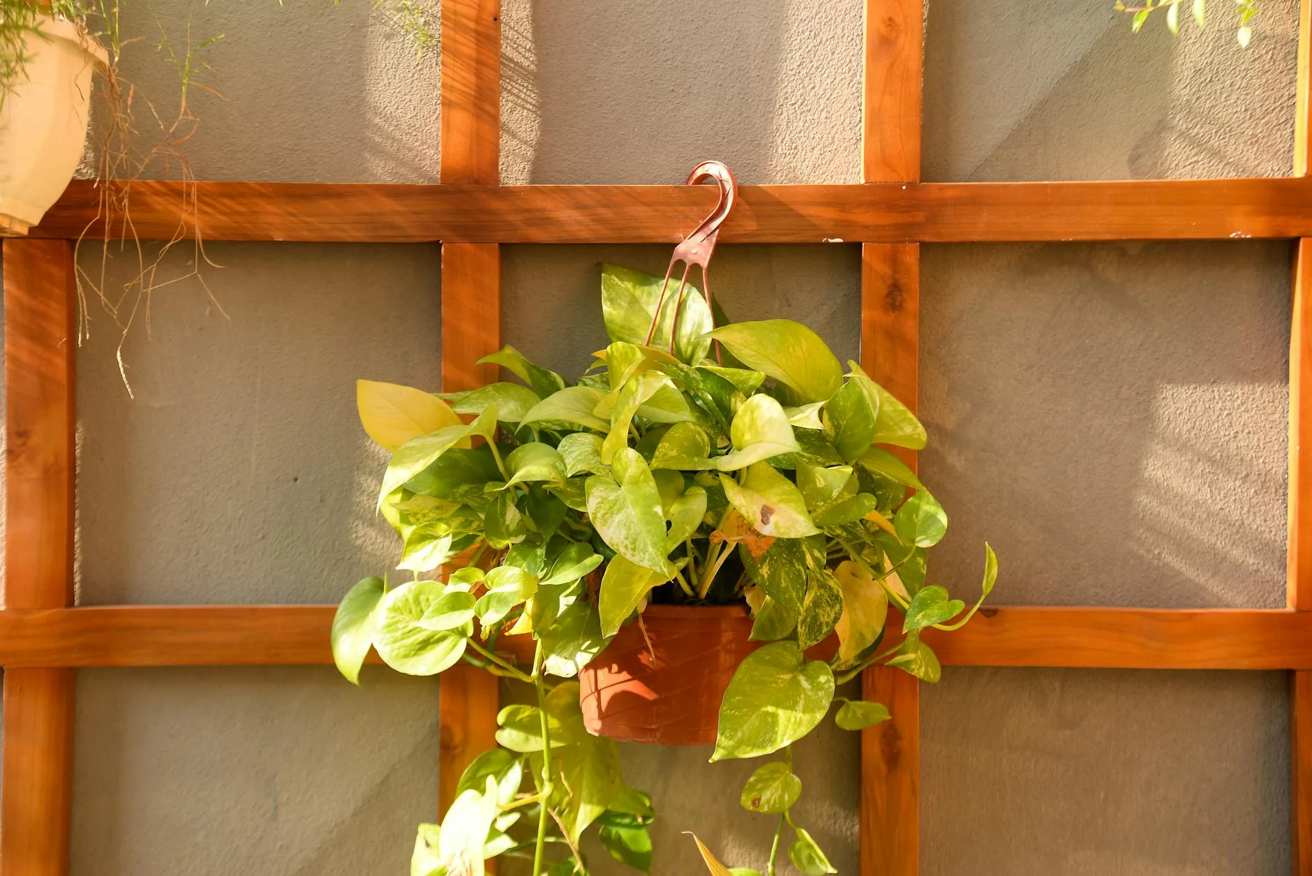 Wooden trellis panel supporting climbing plants on a garden wall