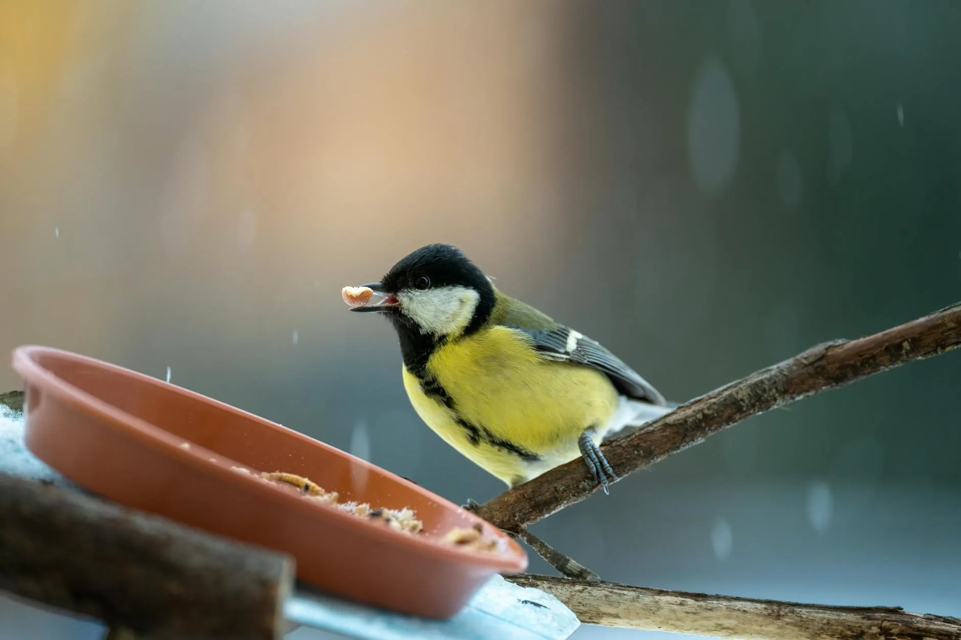 Great tit feeding from a garden bird feeder with seeds