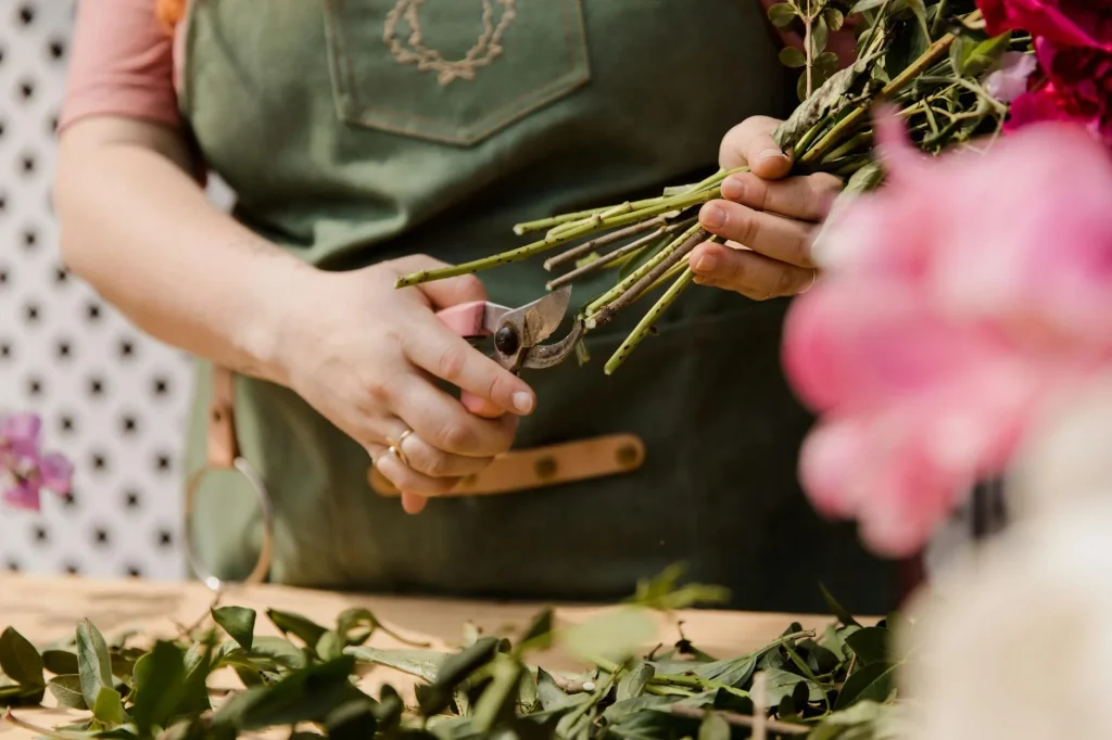 Garden secateurs pruning a rose bush in spring sunshine
