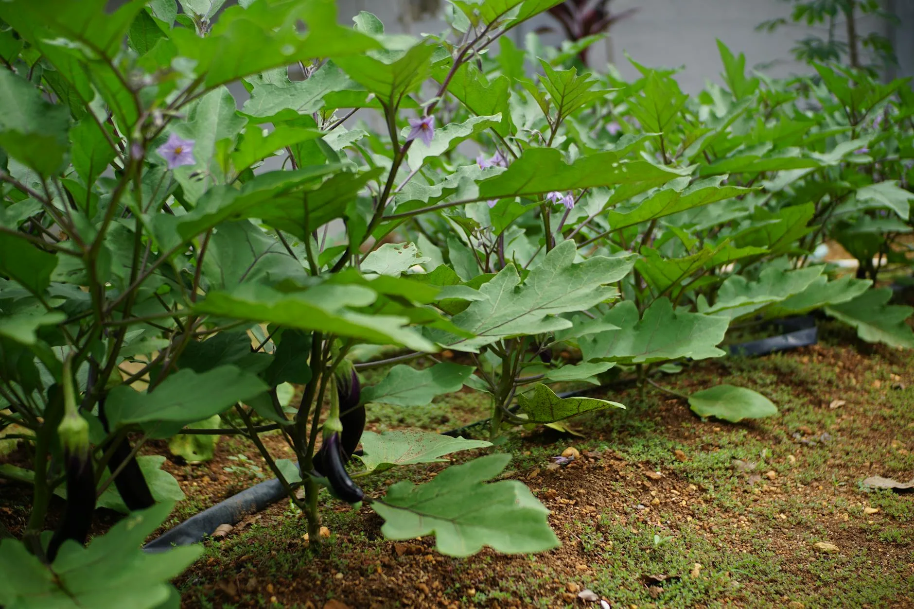 Aubergine plants growing in a vegetable garden zone