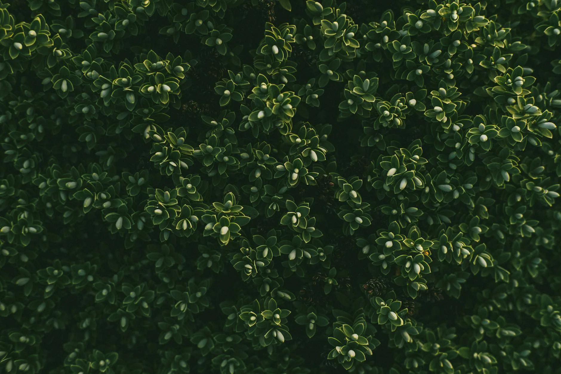 Green garden shrubs and plants growing in spring sunlight