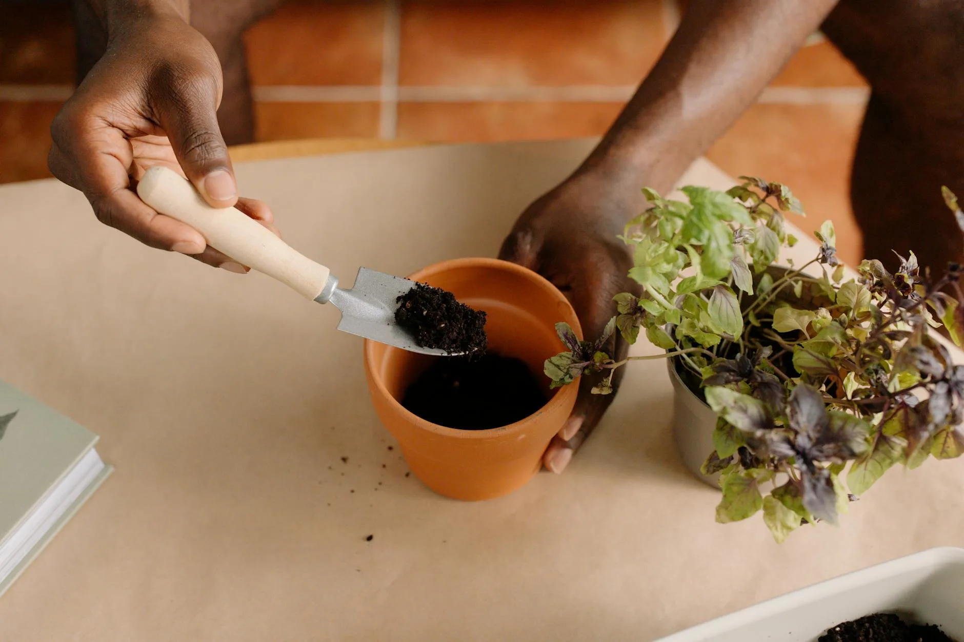 Hands planting herbs in a terracotta pot with soil
