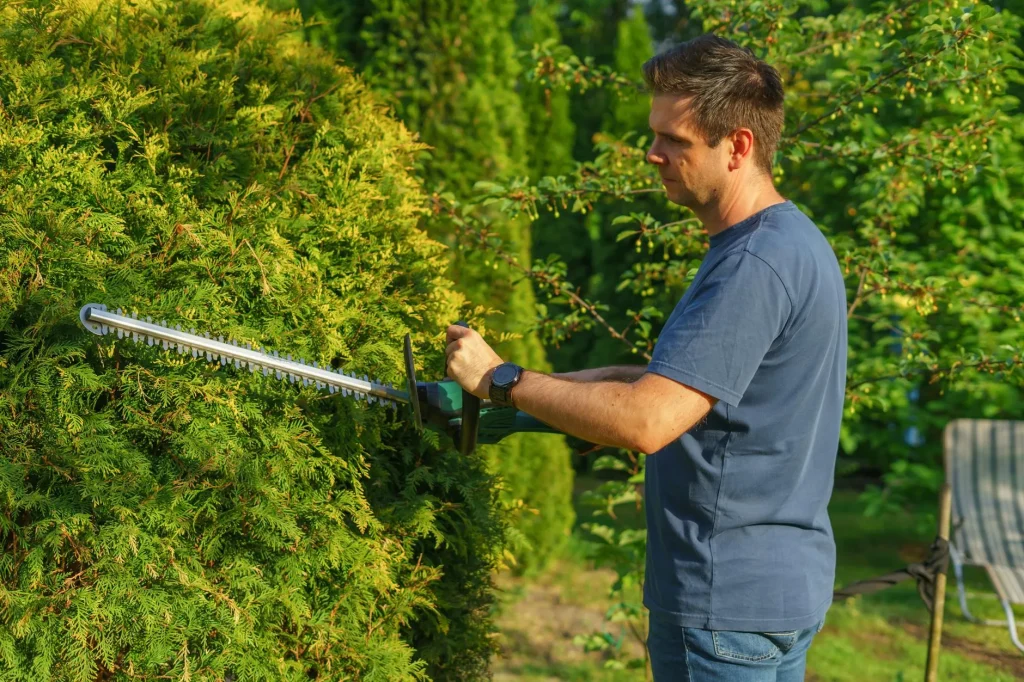 Person using an electric hedge trimmer on a garden hedge