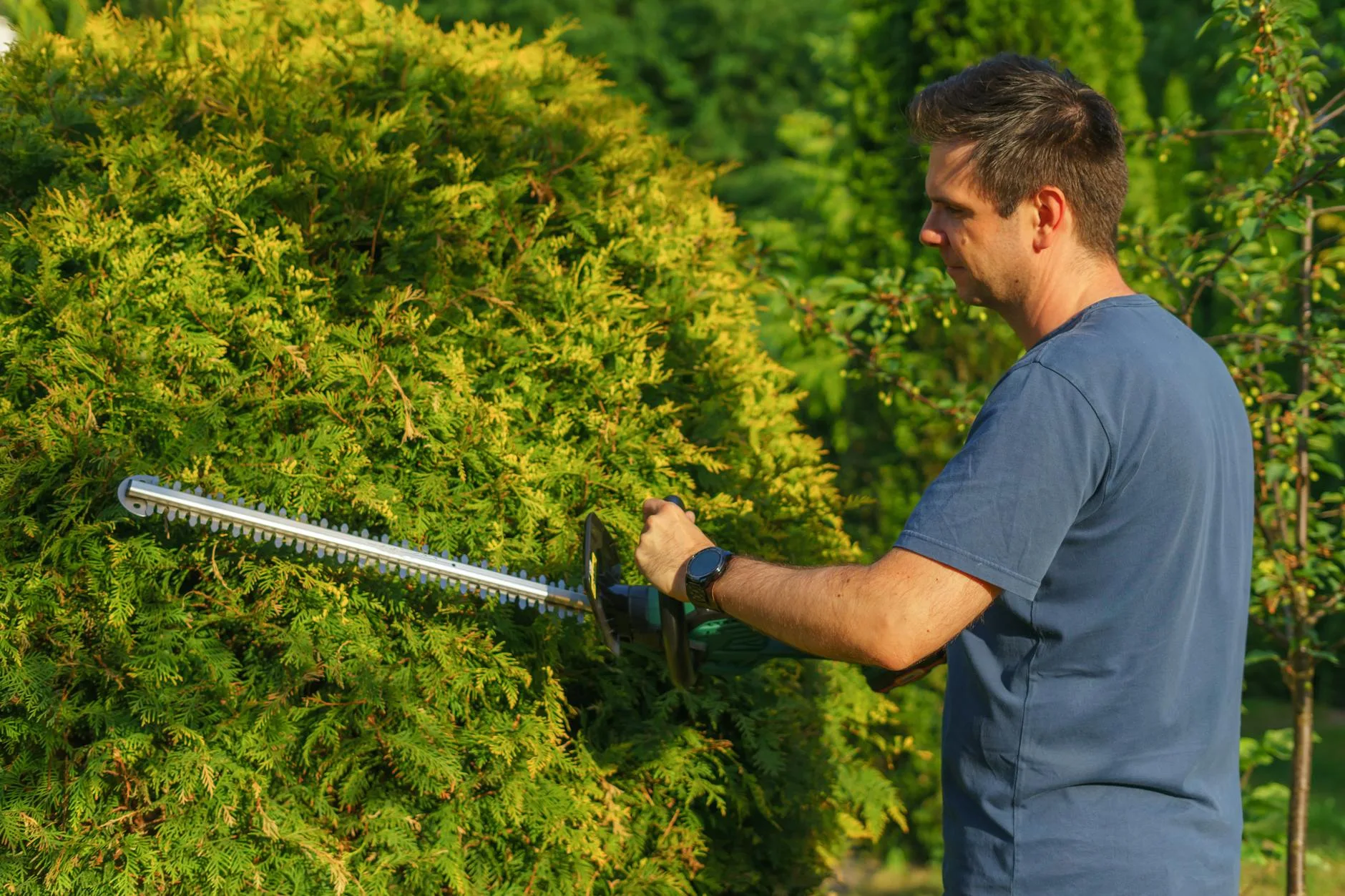 Garden hedge trimmings and pruning waste