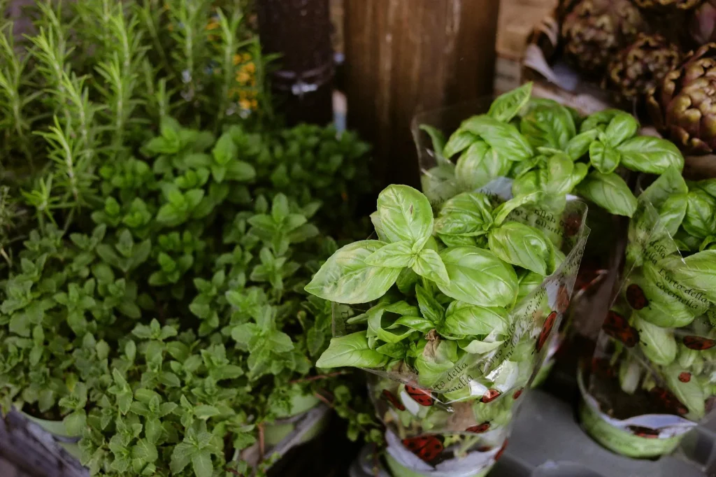Fresh herb pots on kitchen windowsill with basil and rosemary