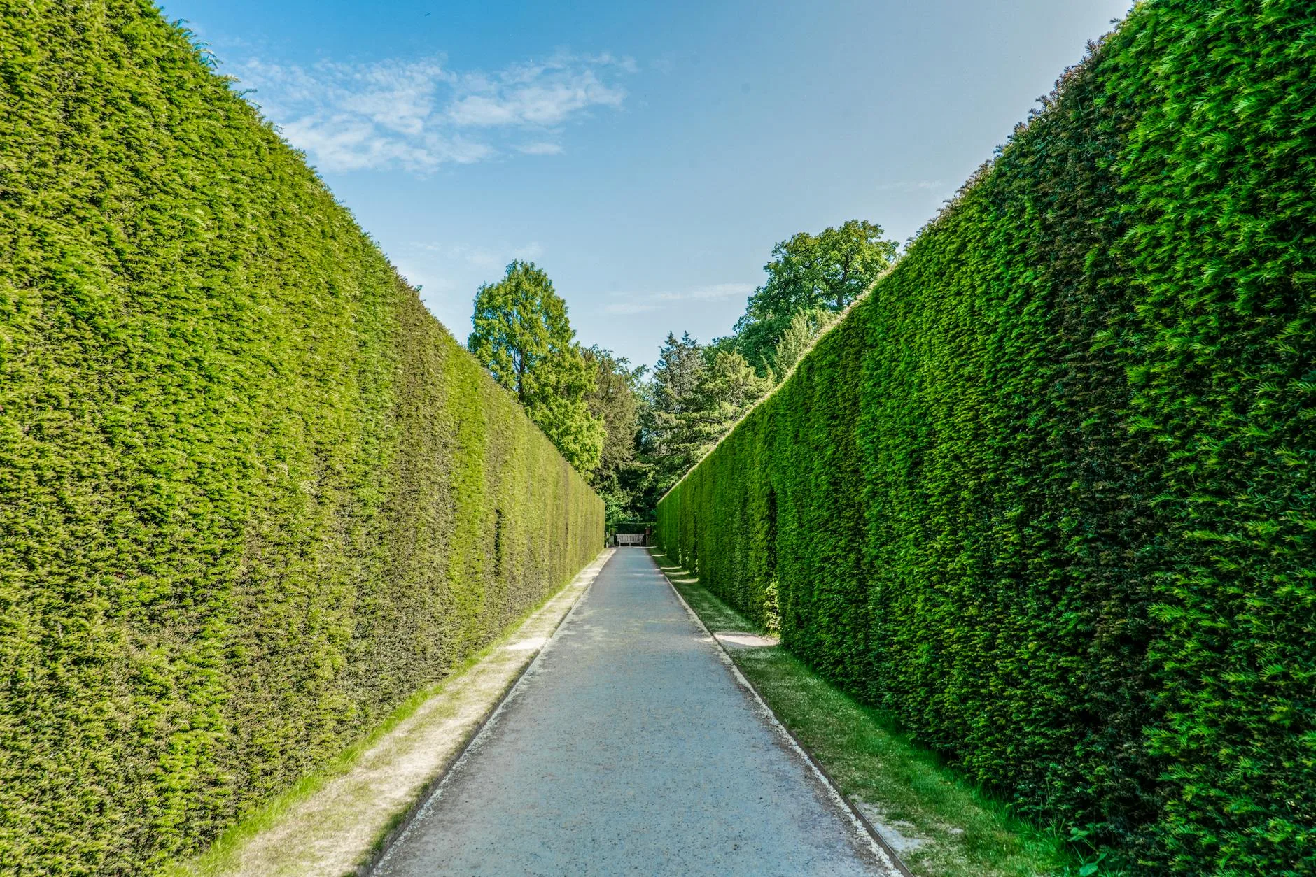Neatly trimmed garden hedge border in a UK garden
