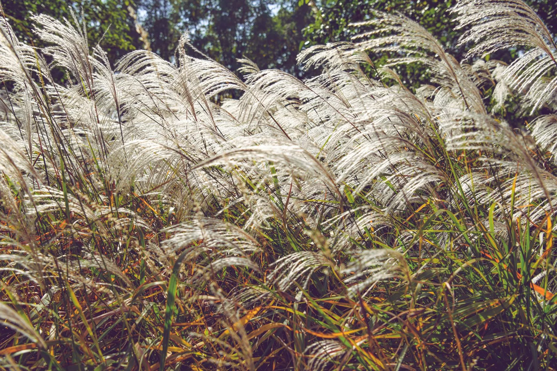 Ornamental grasses swaying in a garden border