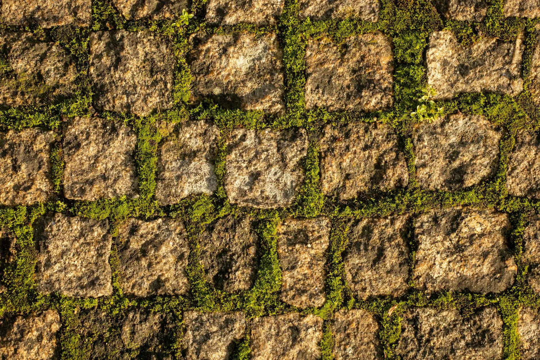 Moss growing between patio slab joints in a garden
