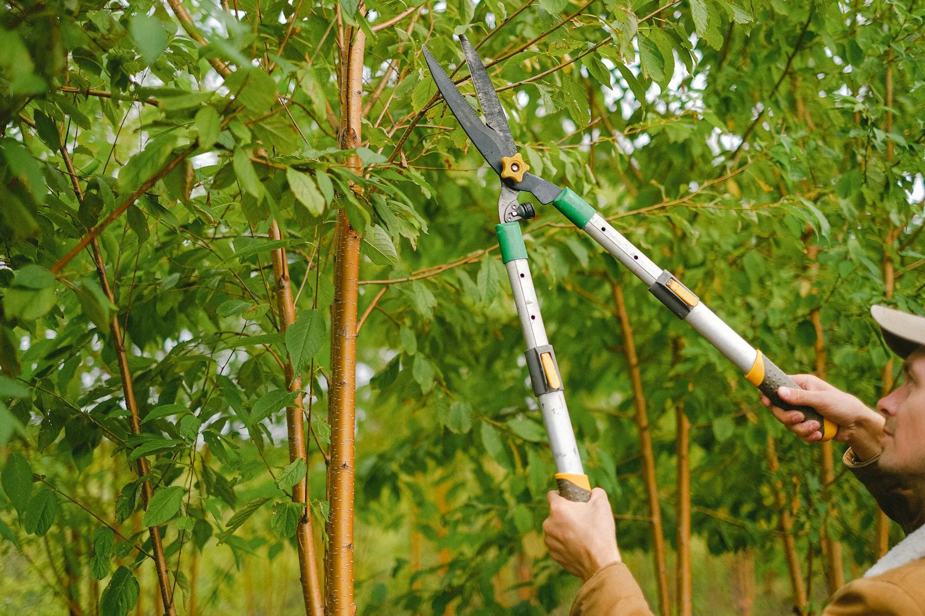 Person using loppers to prune a tree branch in a garden