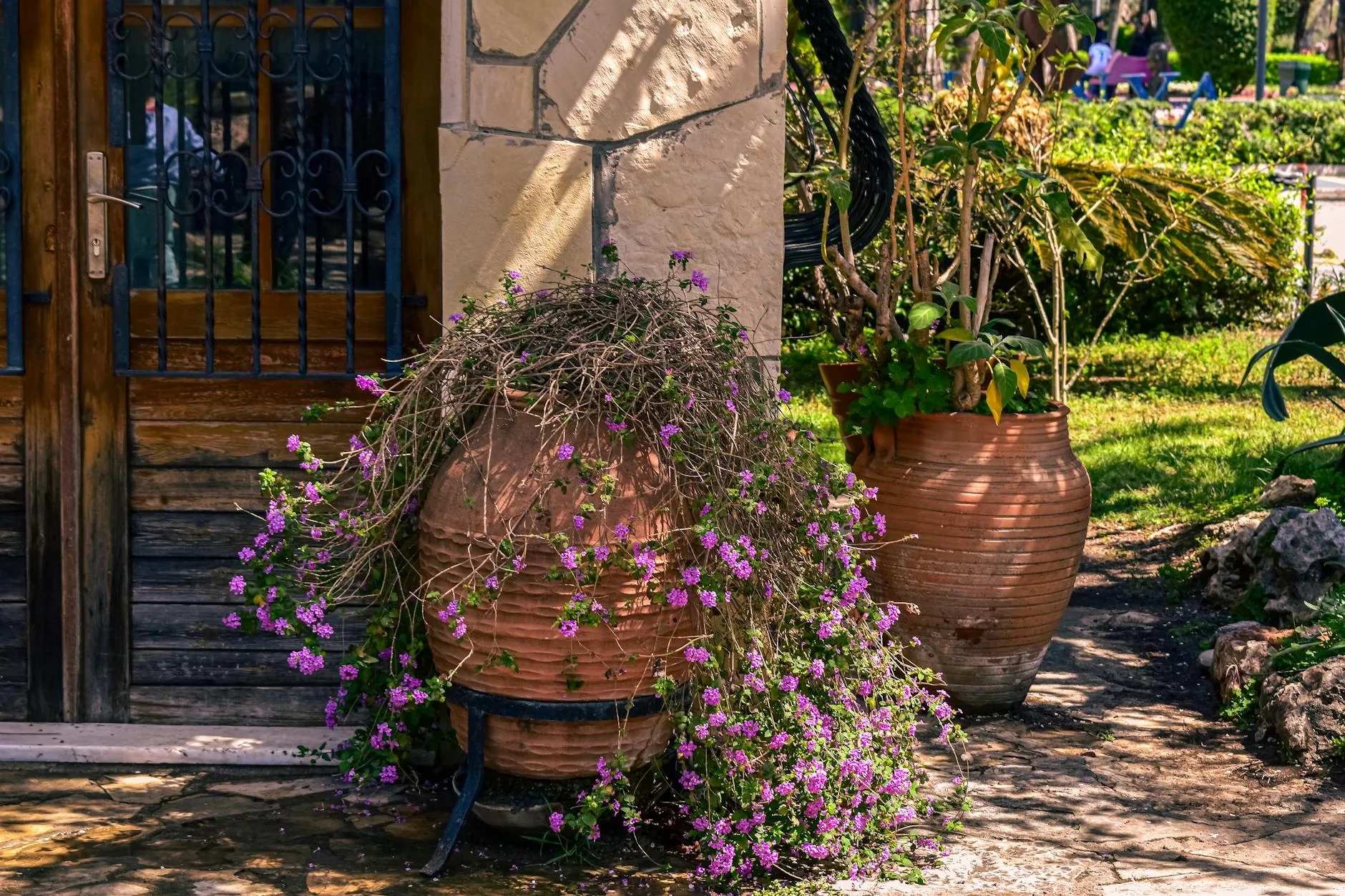 Terracotta pots with plants on a garden patio in spring
