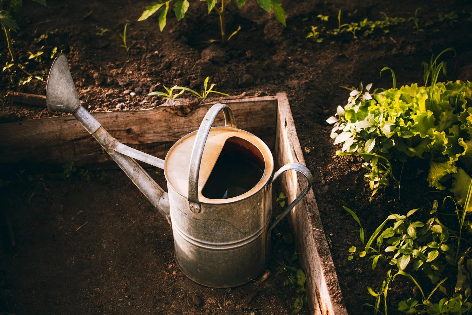 Raised garden bed with lettuce and a vintage watering can in a backyard vegetable patch