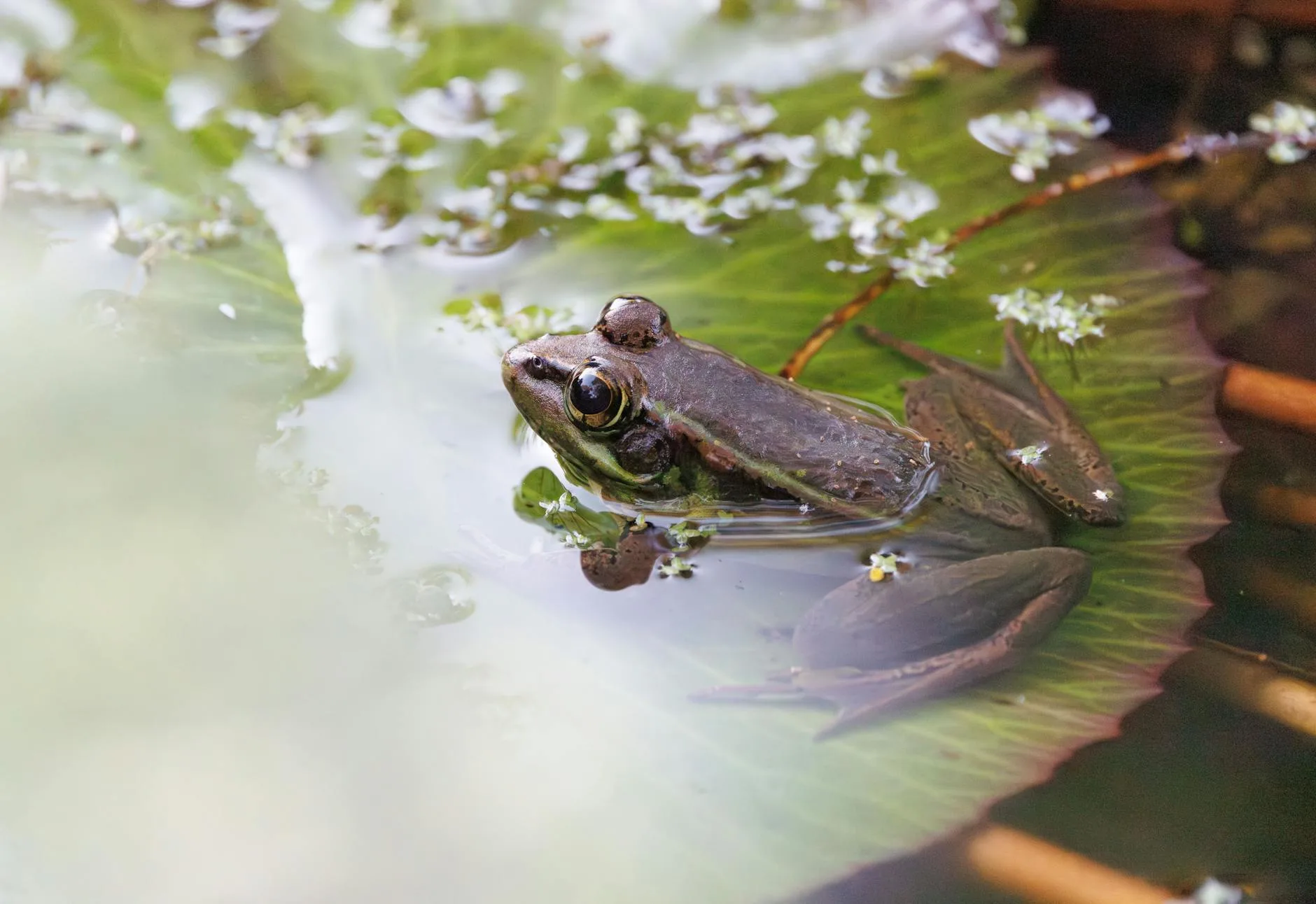 Small wildlife pond with frog and lily pads in a UK garden
