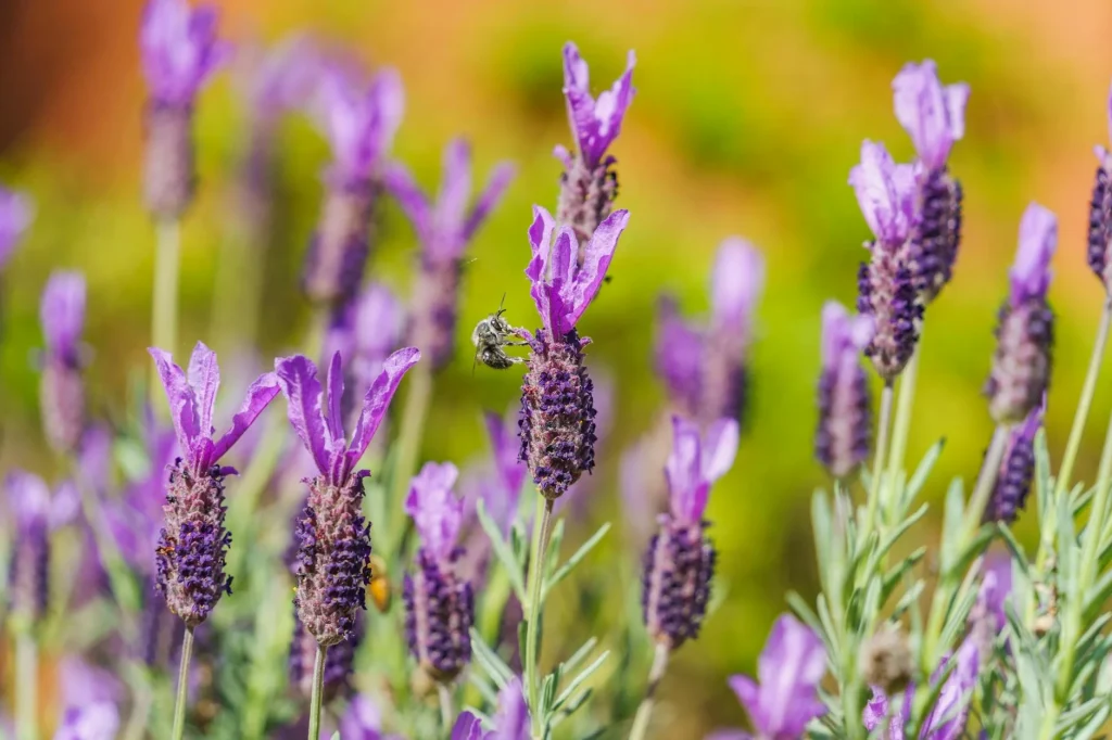 Wildflower garden with bees visiting lavender