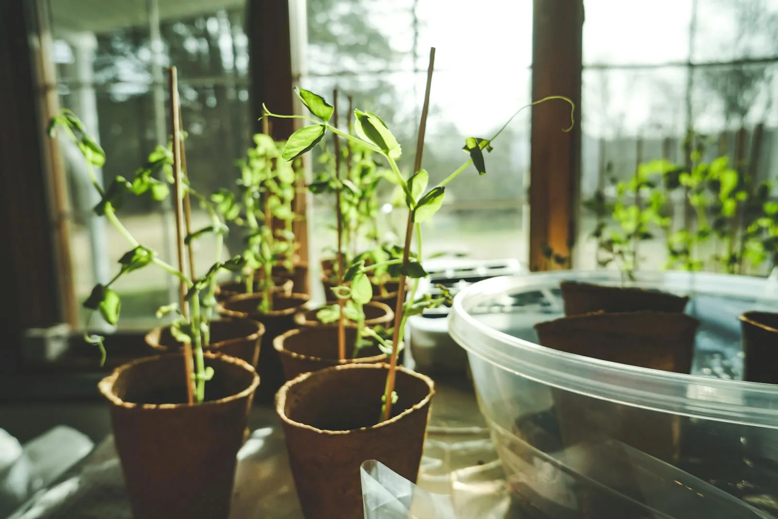 Young seedlings growing indoors in natural sunlight on a windowsill