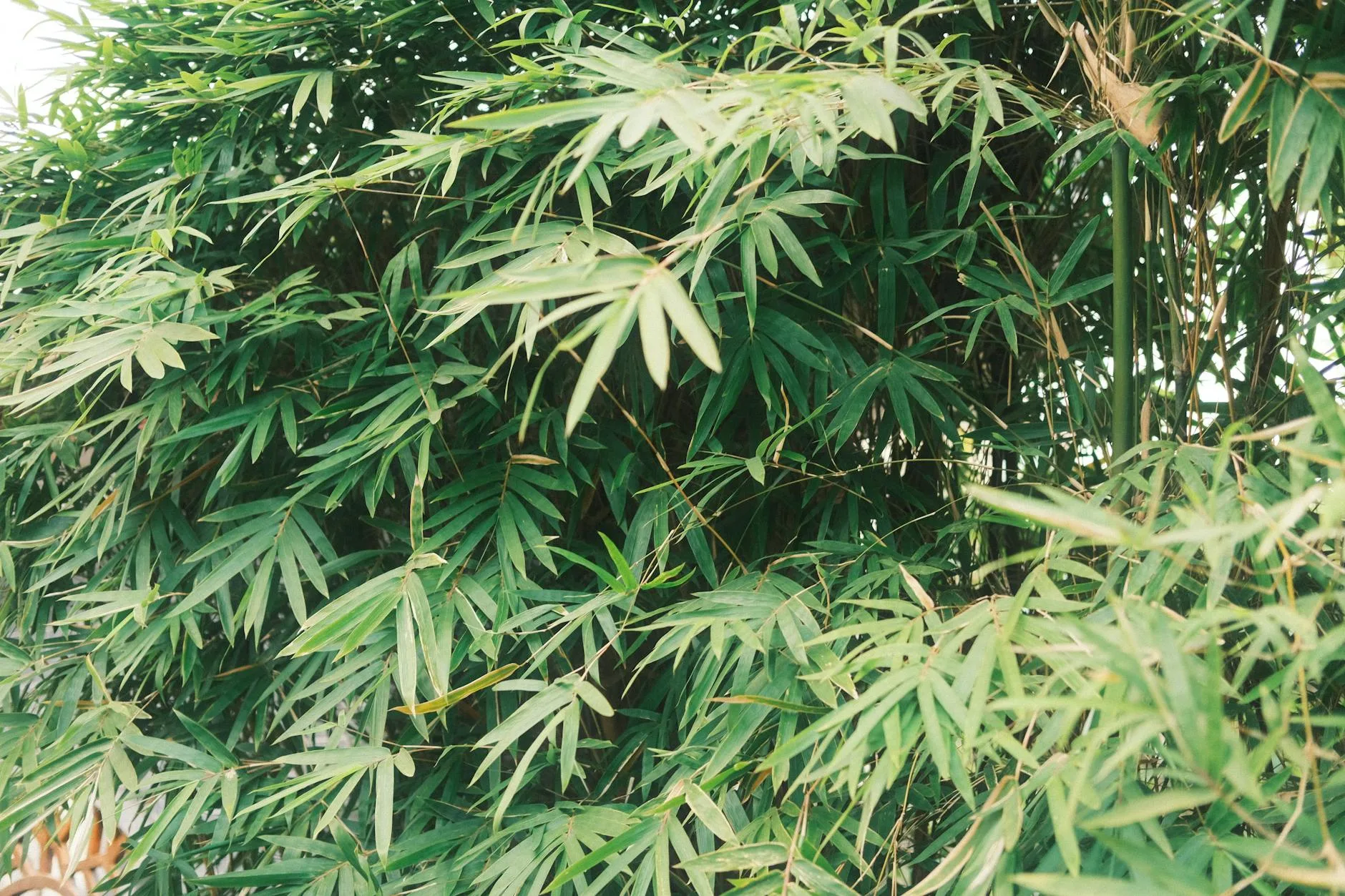Natural bamboo garden screen