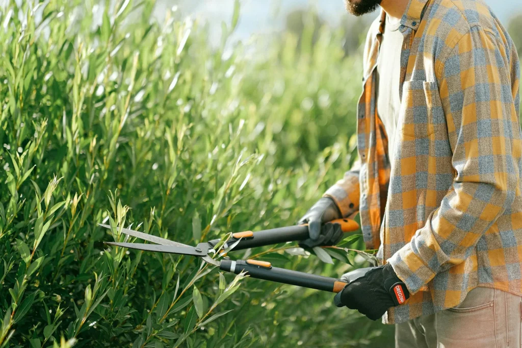 Person trimming hedges in a garden with electric shears