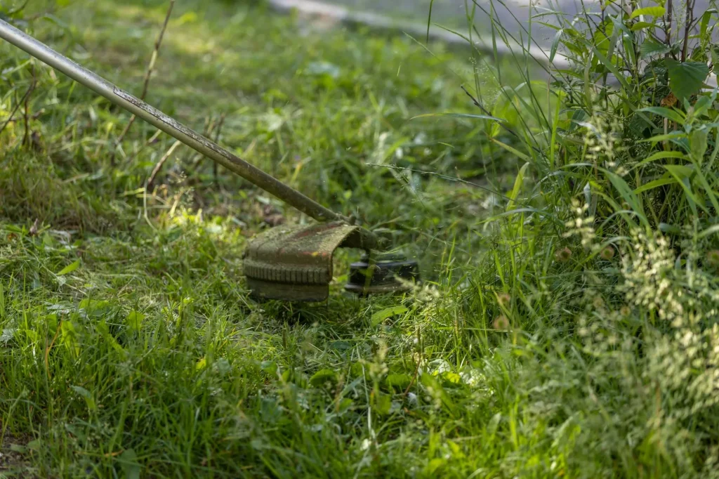 Grass trimmer cutting lawn edges in a garden