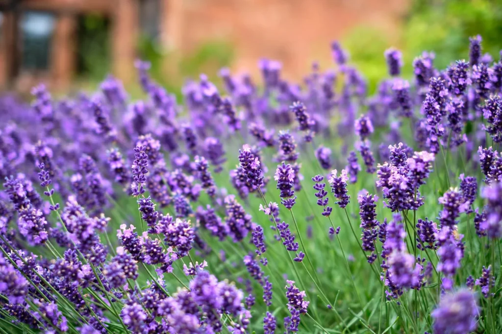 Lavender border with purple flowers in an English garden