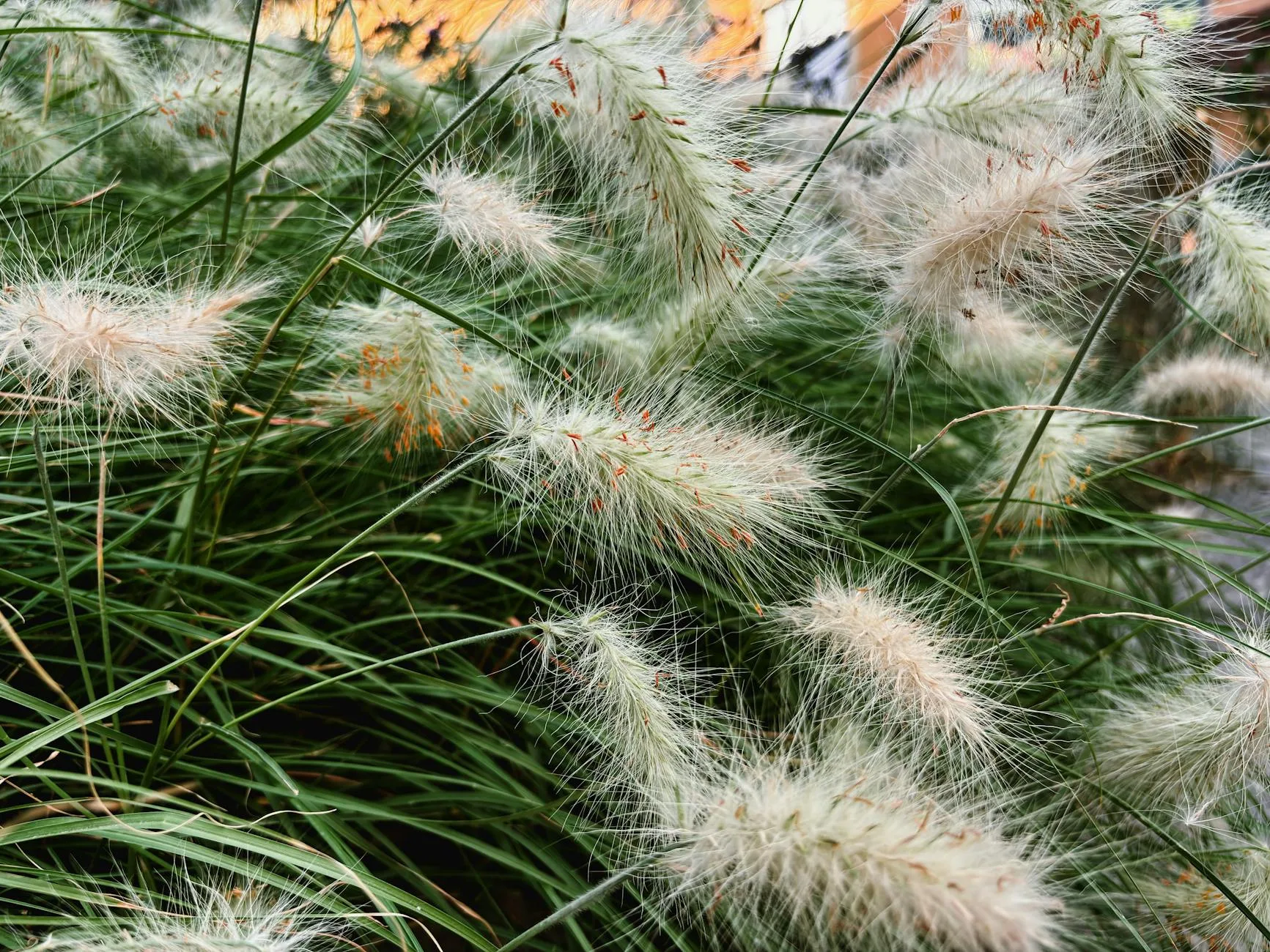 Ornamental grasses swaying in a garden border