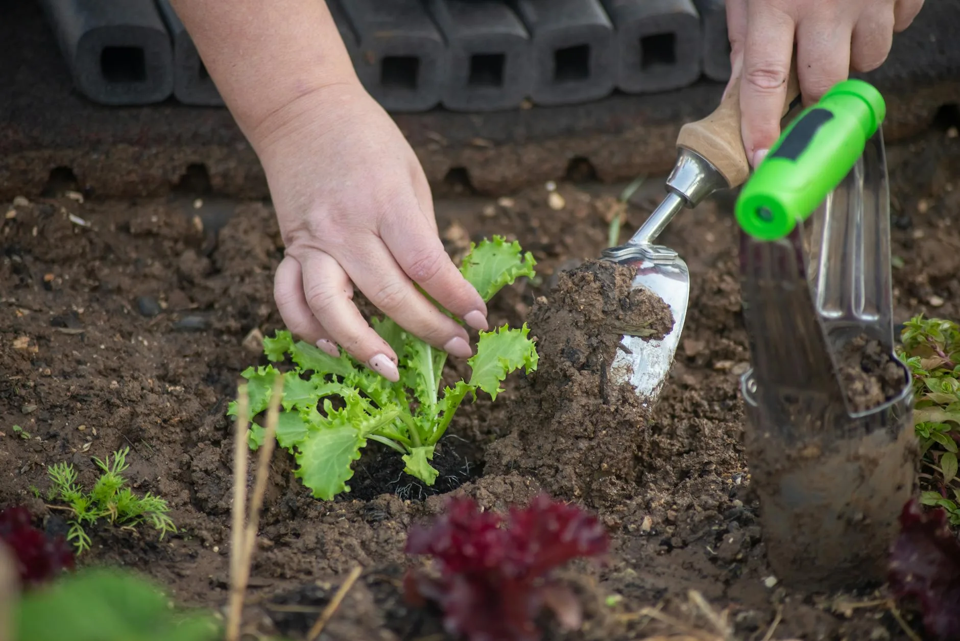 Hands planting flower bulbs in garden soil