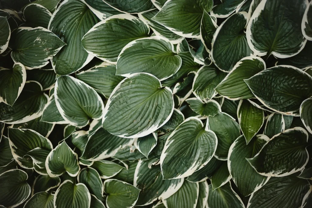 Lush shaded garden with ferns and hostas