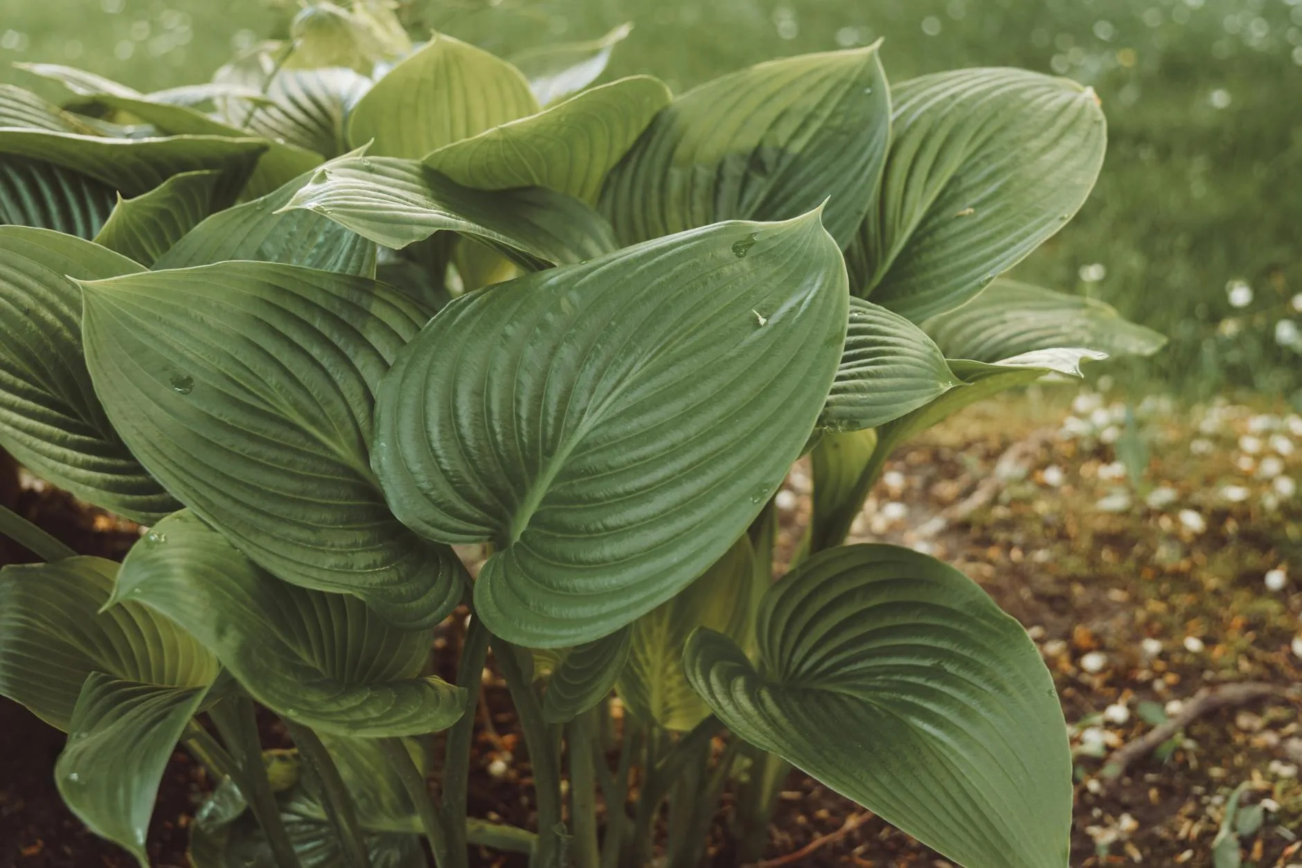 Ferns and hostas growing in a shaded garden corner
