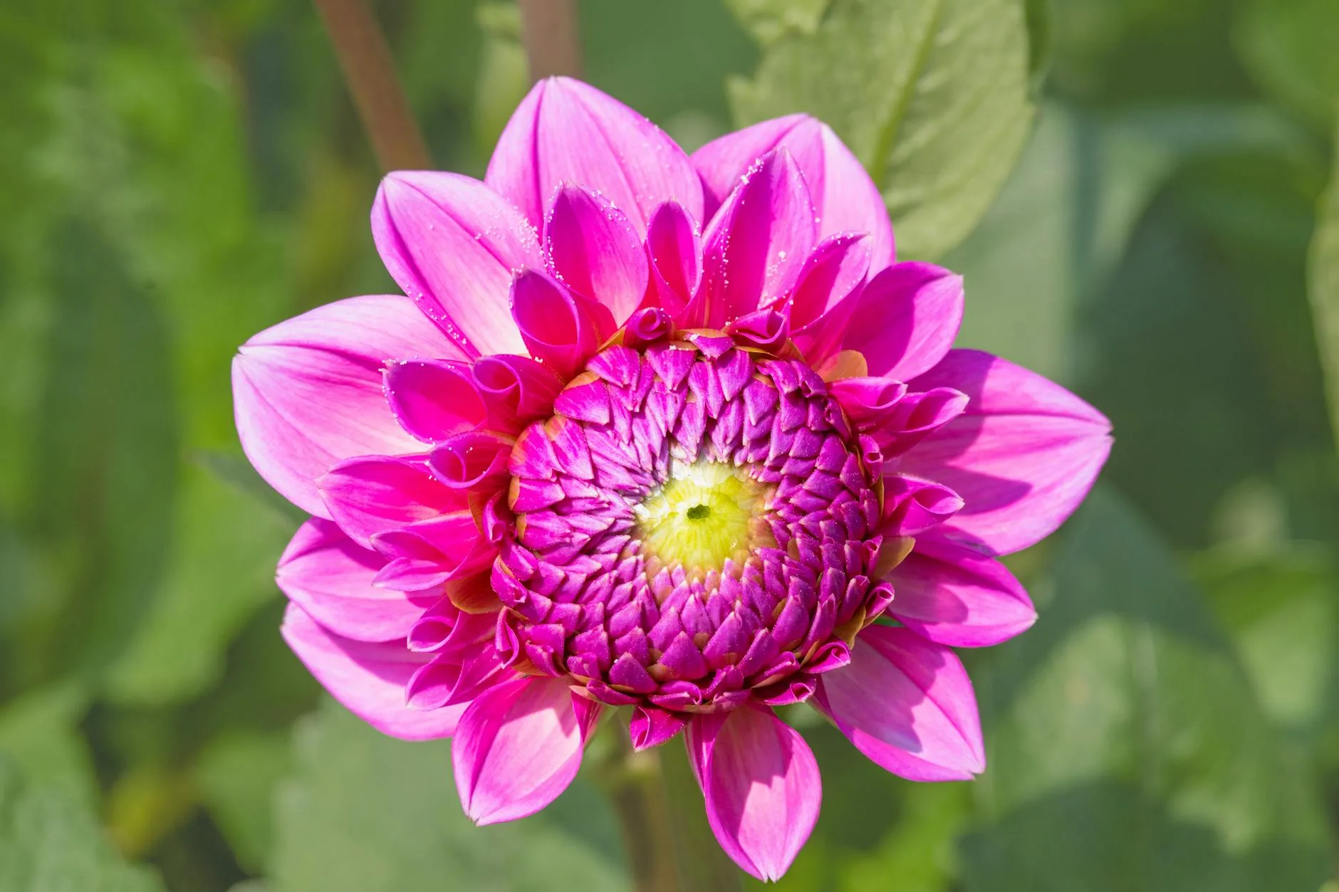 Pink dahlia flower blooming in a summer garden