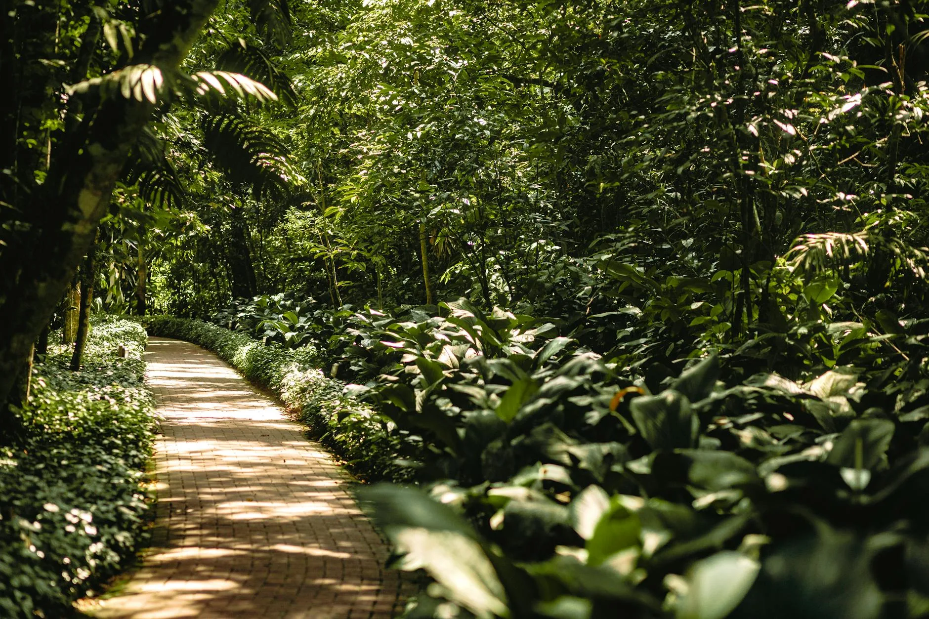 Woodland garden path with dappled light
