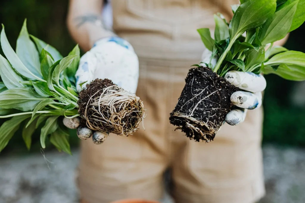 Gardener dividing perennial plant roots in a garden border