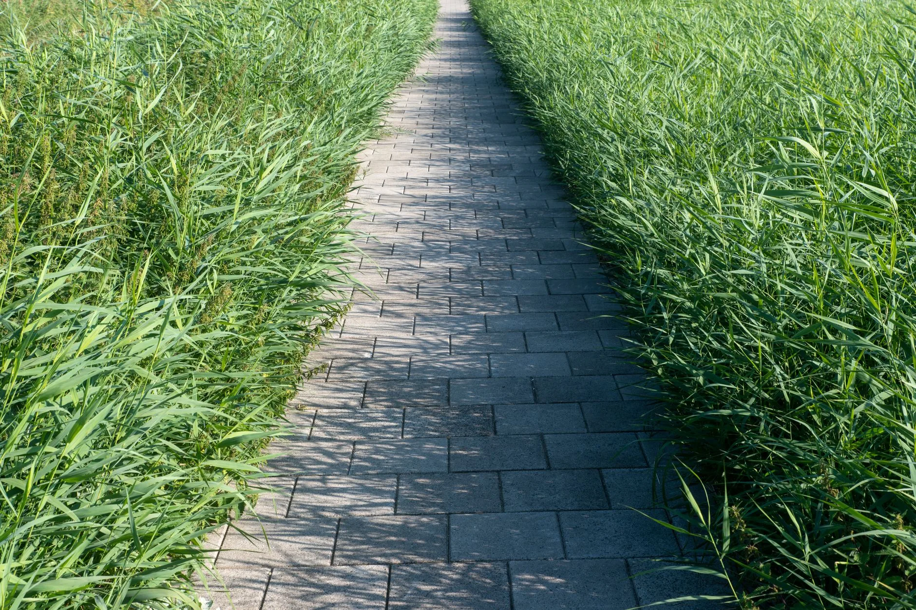 Block paving garden path bordered by tall planting