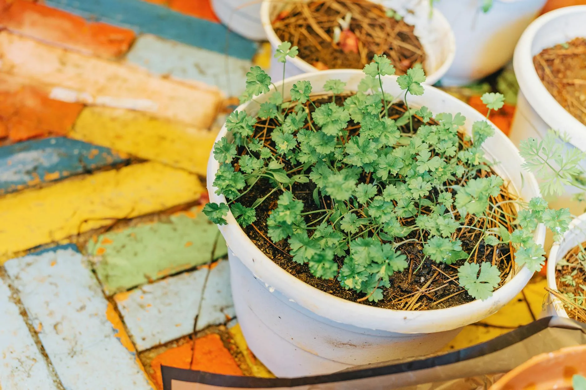 Herbs growing in outdoor patio planters