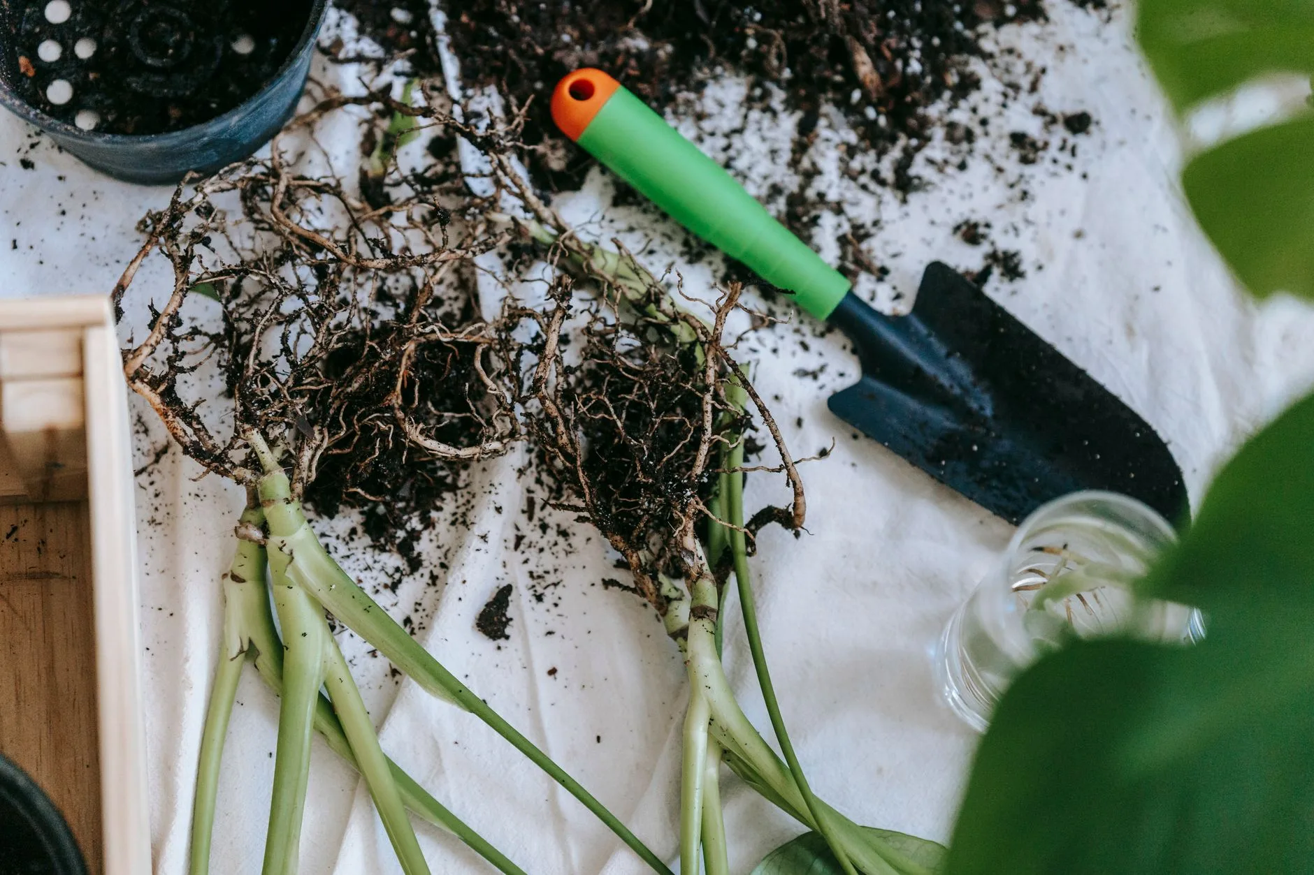 Perennial root clump divided with a garden spade