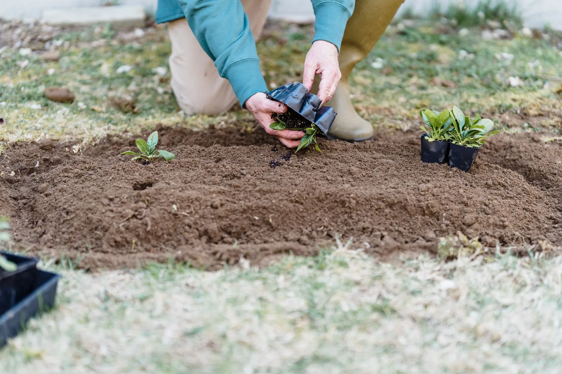 Hands planting vegetable seedlings in prepared garden soil