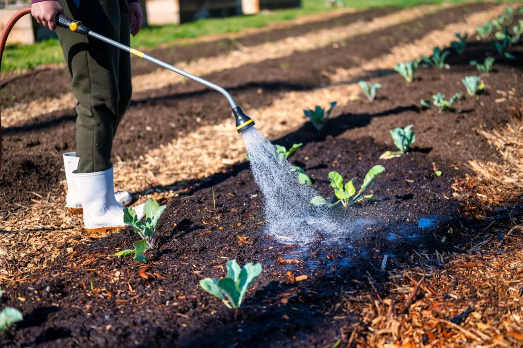 Small vegetable garden bed with young seedlings in a sunny garden
