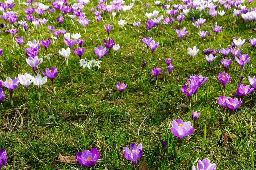 Wildflower meadow garden with flowers growing through lawn