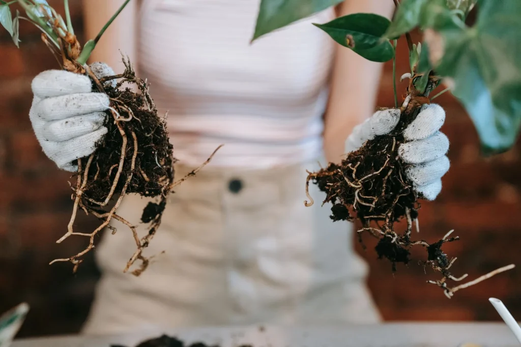 Bare root plants and potted plants ready for UK garden planting
