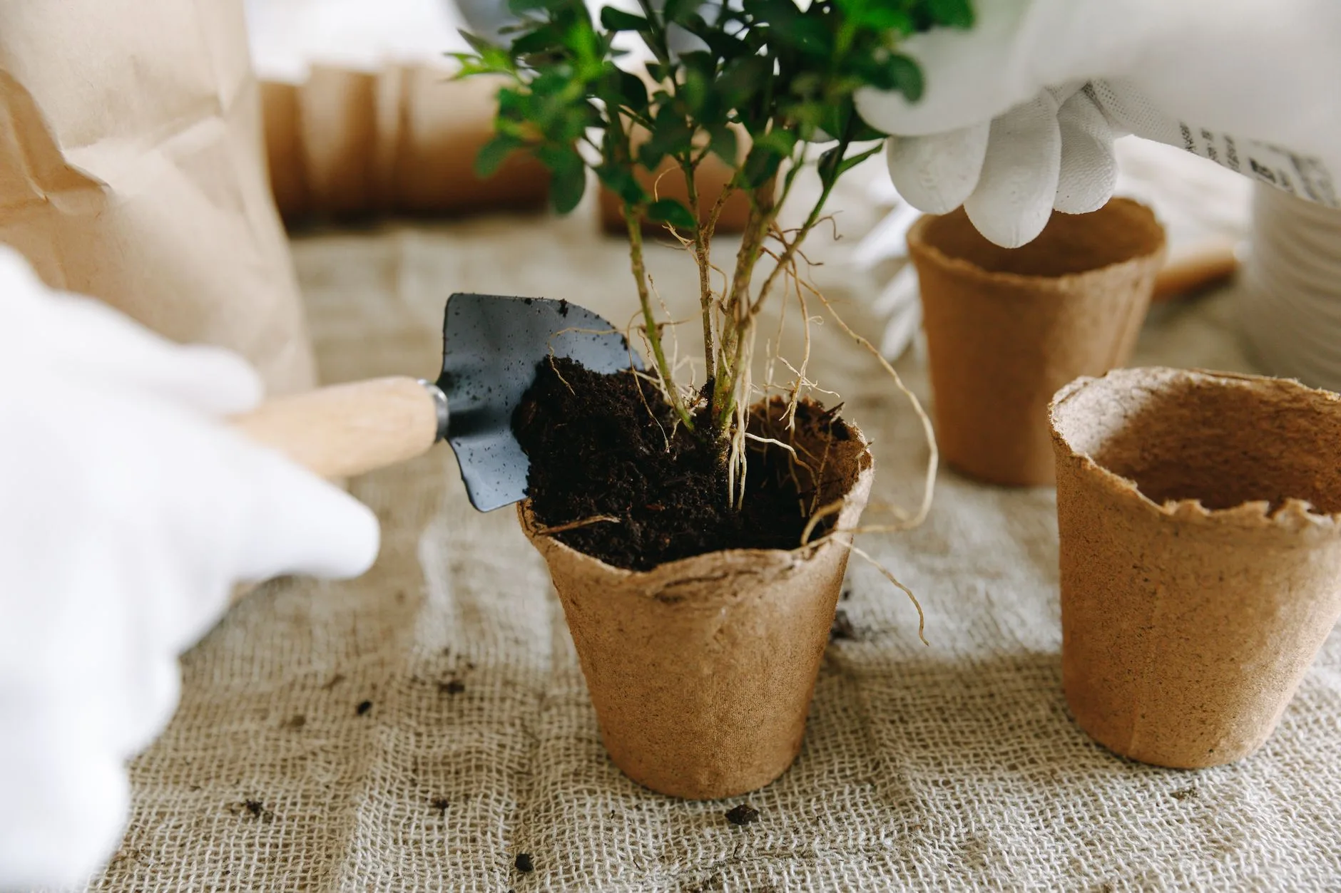 Young bare root hedge plants being planted in garden soil