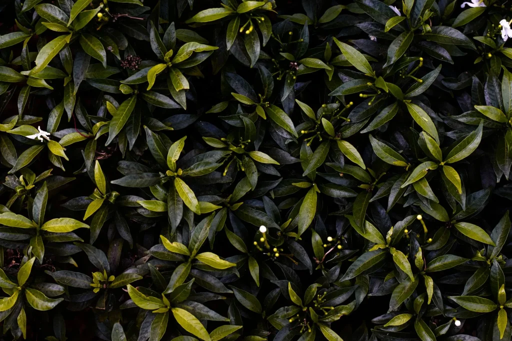 Dense glossy green hedge leaves for evergreen garden screening