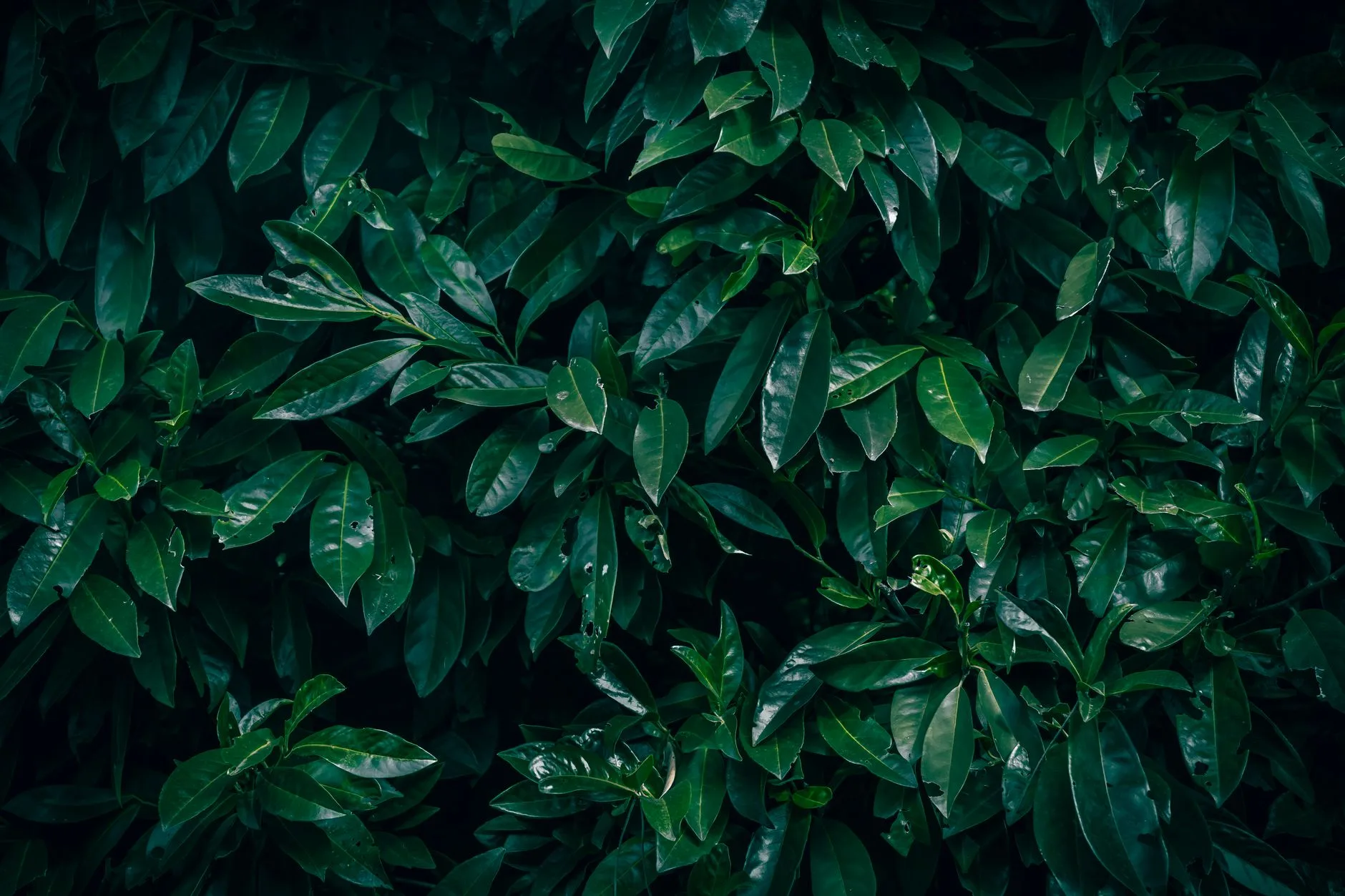 Glossy cherry laurel hedge leaves for evergreen garden privacy