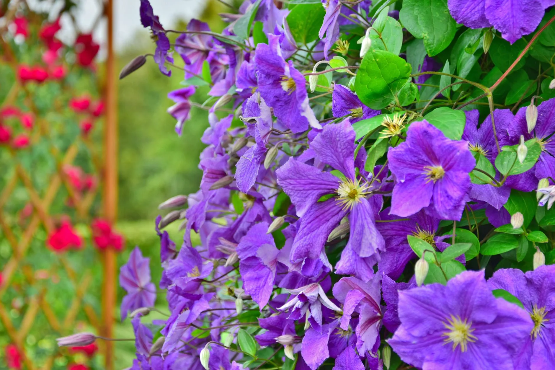 Clematis climbing plant flowering on a trellis fence
