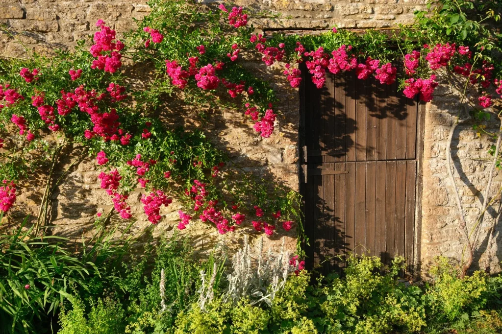 Climbing plants flowering on a UK garden fence and wall