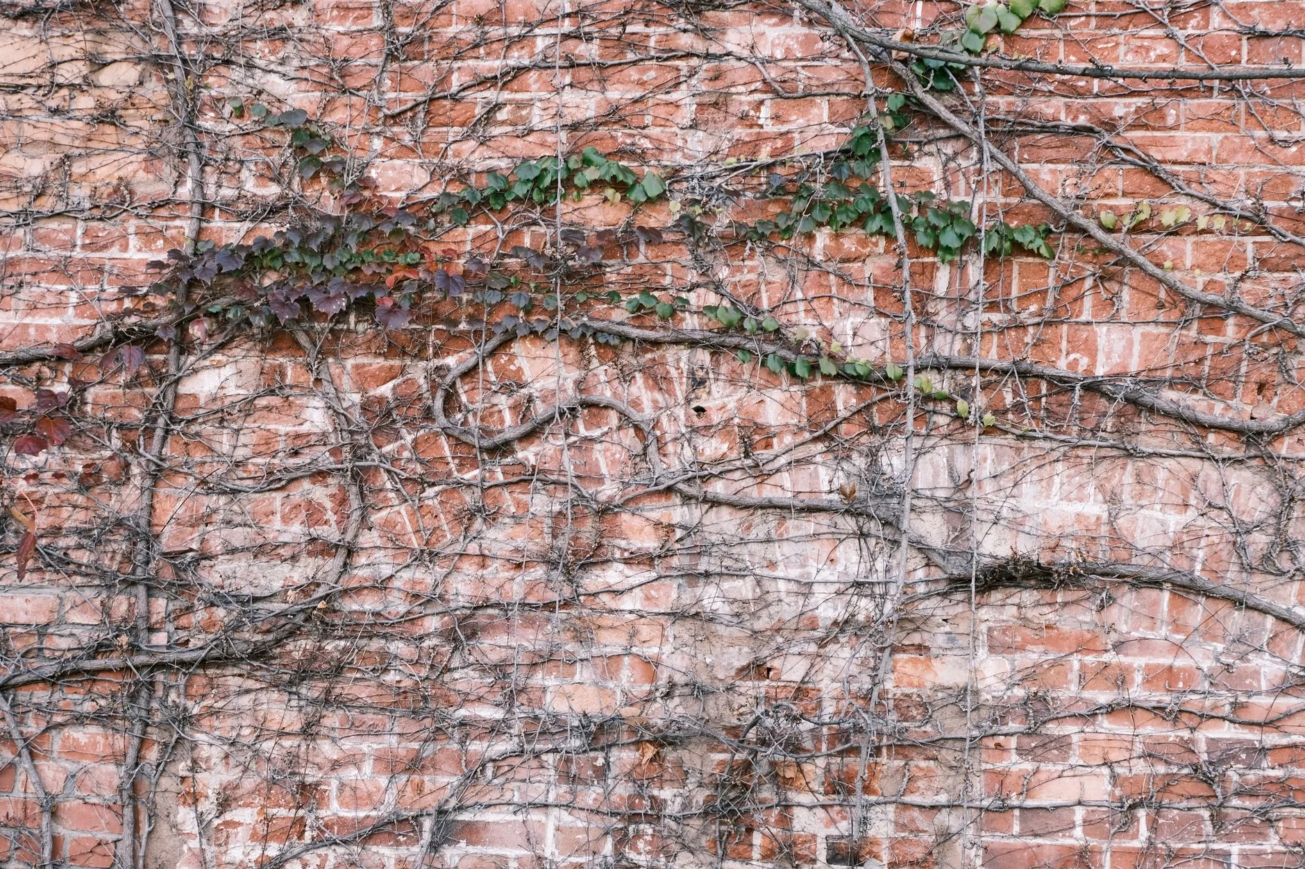 Climbing vine trained on support wires against a brick wall