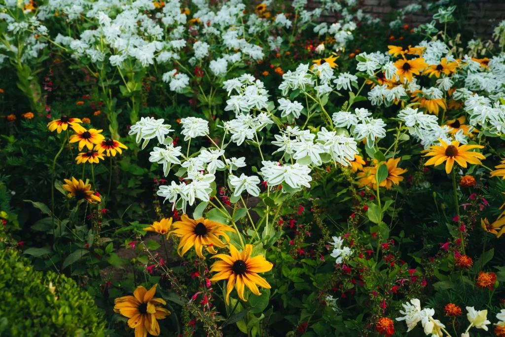 Layered UK garden border showing shape height and colour
