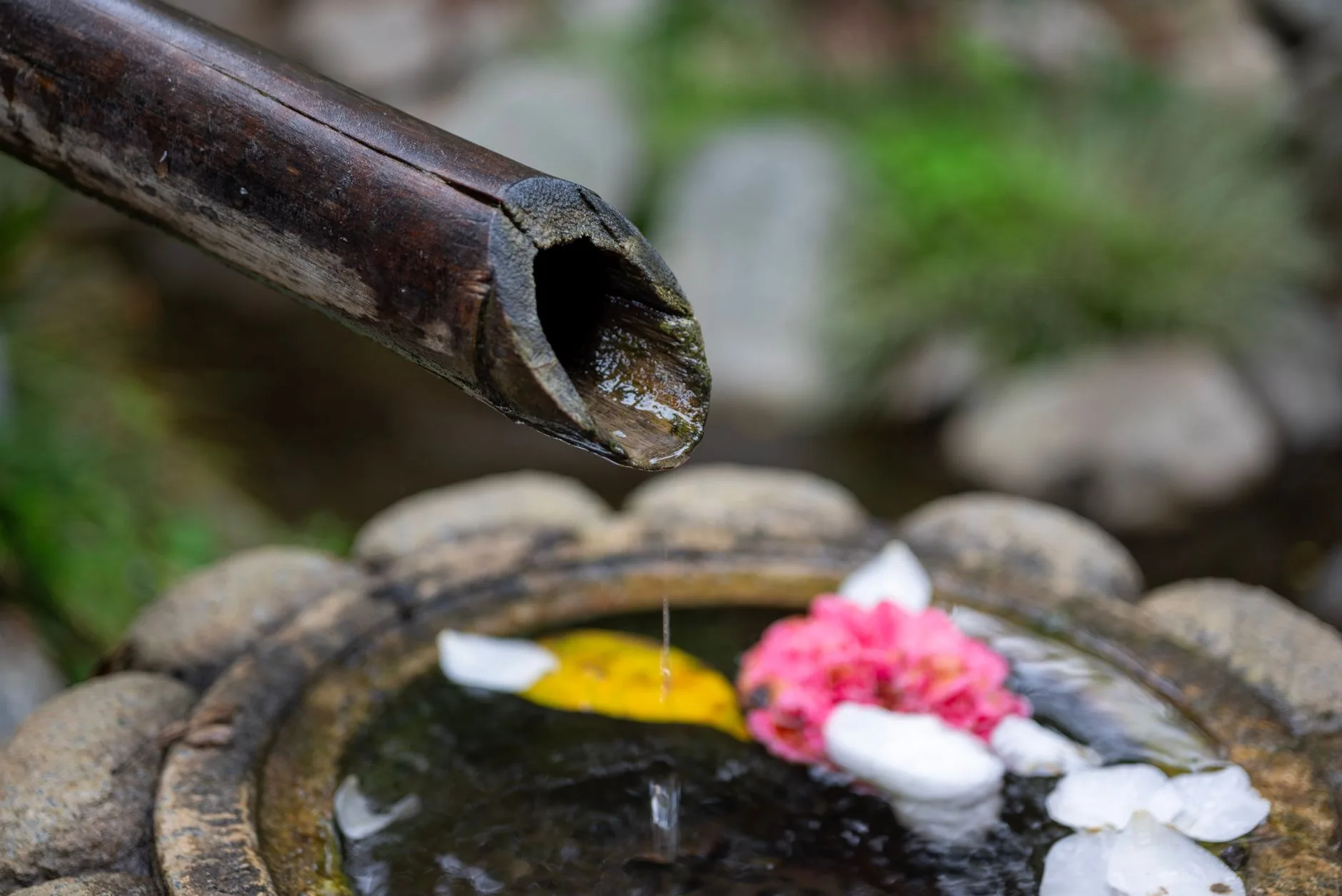 Stone water bowl and restrained planting in a Japanese-style garden