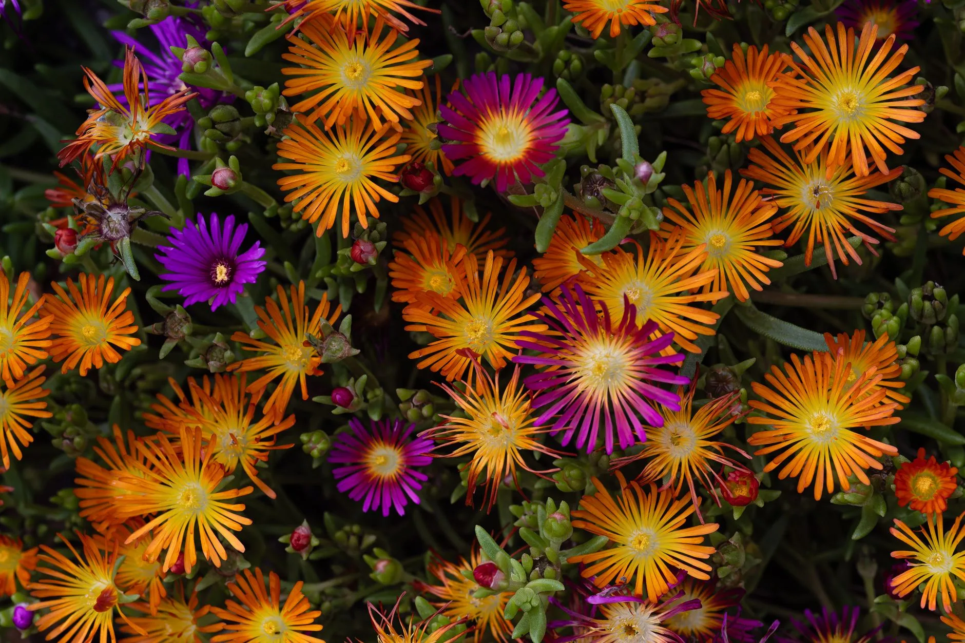 Mixed perennial garden border with layered colour and foliage