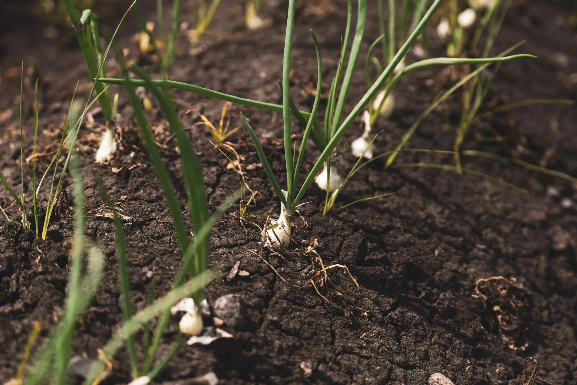 Autumn vegetable bed with young plants for UK planting plans