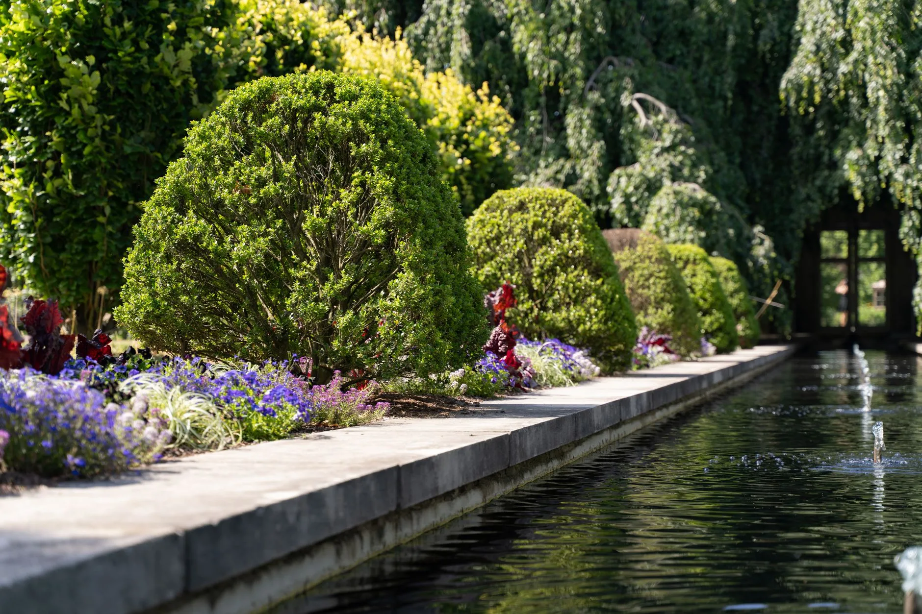 Formal clipped hedge shrubs lining a garden path